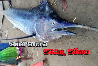 kommu konam fish