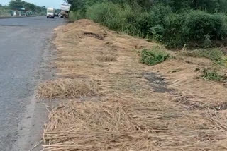 farmers-struggle-to-dry-their-crop-in-thane