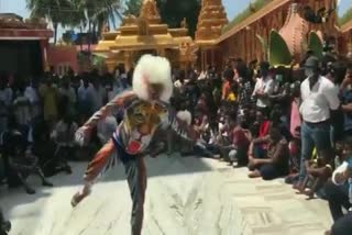 Performers impressive with Tiger Dance at Mangalore Temple in the eve of Navarathri celebrations