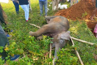 elephant died in Kendai