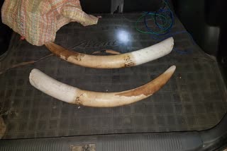 chirang-two-arrest-with-elephant-tusk