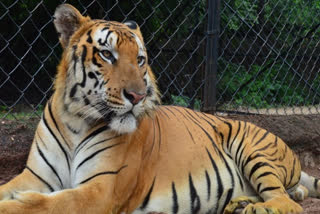 Hyderabad's Gland Pharma adopts 27 zoo animals at Rs 20 lakh