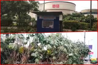 Bushes and dirt piled on Nelson Mandela Road in Vasant Kuj