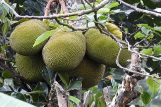 KODAIKANAL JACK FRUIT season