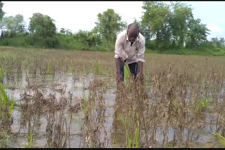 hingoli was again beaten by heavy rain after a twenty four hour rest