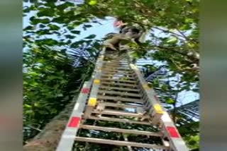 coconut climbing machine  തെങ്ങ്‌ കയറ്റ യന്ത്രത്തിൽ കുടുങ്ങി  തൊഴിലാളിക്ക്‌ കൈത്താങ്ങായി ഫയർഫോഴ്‌സ്‌