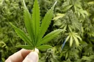 cannabis grower