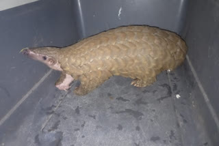 pangolin-seized-2-arrested-in-subarnpur