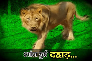 lion Kailash dies