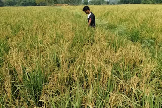 farmers troubled over declining paddy cultivation in barabanki