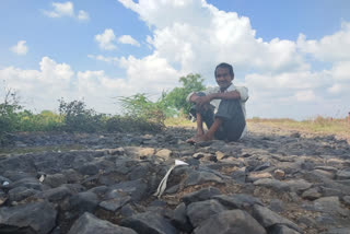 crops-destroyed-due-to-heavy-rain-in-nilanga-of-latur-district