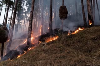 fire-in-the-forests-of-towns-division