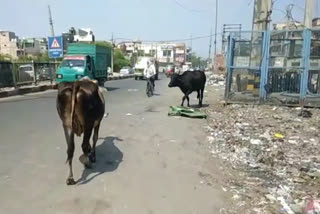 Mcd negligence  दिल्ली लावारिस पशु  Delhi unclaimed animal  Delhi Stray Animals  Delhi Stray Animals problem  बेसहारा जानवरों  AAP पार्षद  निगम पार्षद अजय शर्मा  Councilor Ajay Sharma  भलस्वा