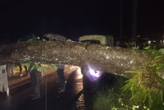 trees fall down due to heavy rain in chikmaglore