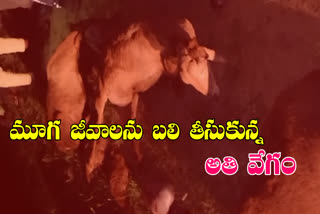 5 sheep dead in accident on ring road warangal urban
