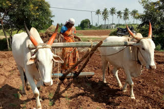 Agricultural Performance by lady Farmer Woman in Lingsugur