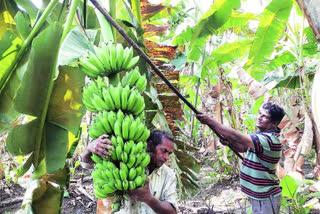 Banana crop growers