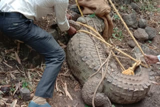 rescued crocodile