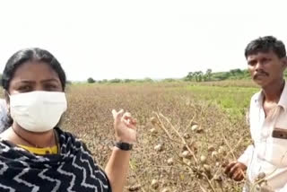 farmer mla thangirala soumya tour in chandarlapadu at krishna district