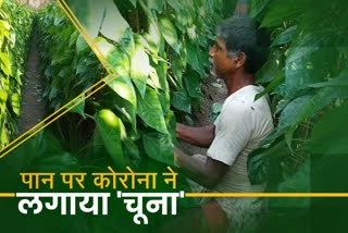 farmers-cultivating-betel-in-sahibganj-are-in-financial-crisis