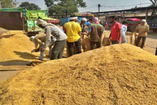 paddy purchasing in yamunanagar grain market
