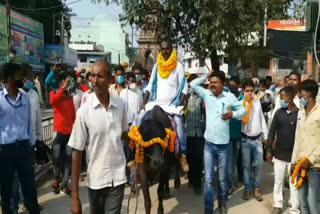 bihar independent mla candidate  arrives to file his nomination on a buffalo