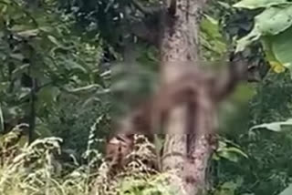 Tiger snatches leopard hunt