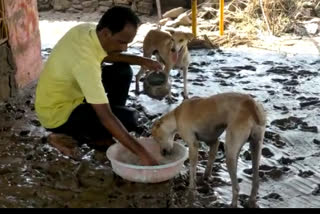 Flood victims who fed the animals