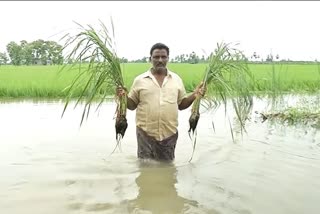 Flood hit farmers in Andhra place