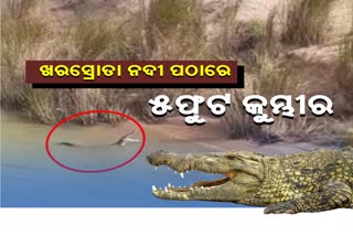 ରସୁଲପୁର ବ୍ଳକ ଖରସ୍ରୋତା ନଦୀରେ କୂଳରେ କୁମ୍ଭୀର ଆତଙ୍କ, ଗାଁ ଲୋକ ଭୟଭୀତ