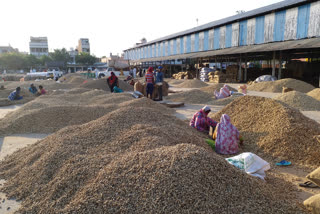 less arrival of groundnut in hisar grain market