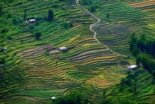 organic farming in himachal