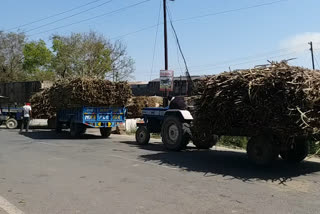 गन्ने की खेती की तरफ बढ़ा किसानों का रुझान.