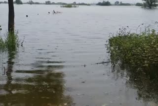 Water release from Sannati Barrage