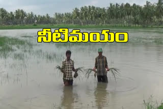 crops hit by floods at mummidivaram east godavari