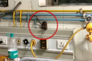 rat