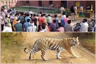 टाईगर का मूवमेंट, Tiger movement