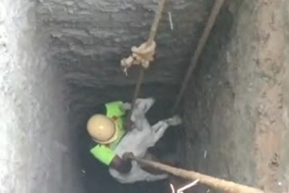 Goat rescue angana gounden pudur