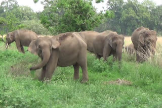 Terror of elephants in Bandhavgarh