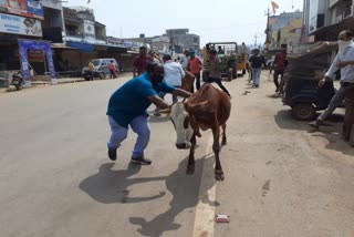 Cattles roaming in streets sent to Gothan