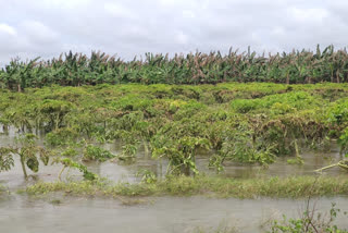 Massive losses for farmers as floods damage crops in Guntur district