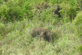 Two killed, one injured in elephant attack in Odisha