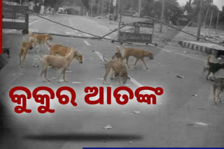 wandering-stray-dog-tension-in-cuttack-cmc-fails-in-sterilization-plan