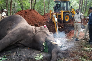 death-from-a-chronic-illness-of-sakrebaiylu-elephant-camp