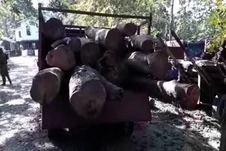 illegal timber