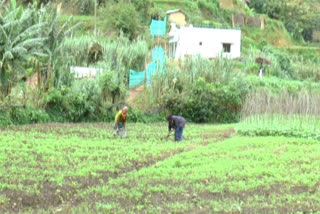 ഇടുക്കി  idukki  Vegetables  ജൈവ പച്ചക്കറി  പച്ചക്കറി സംഭരണം  പച്ചക്കറി സംസ്‌ക്കരണ സംവിധാനം  എം.എല്‍.എ  എസ്.രാജേന്ദ്രന്‍  സര്‍വീസ് സഹകരണ ബാങ്ക്  മറയൂര്‍, കാന്തല്ലൂര്‍  കെ.ഡി.എച്ച്.പി കമ്പനി  organic vegetables  Marayoor  Kanthalloor