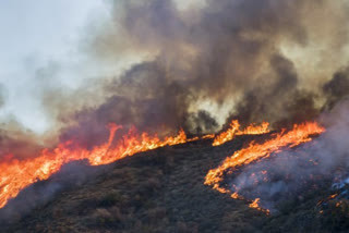 Tral: Forest fire in Carmola