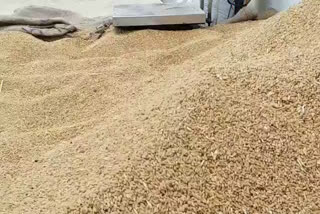 Rotten wheat and rice to be distributed under PDS