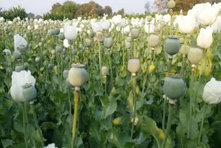 Opium cultivation