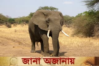 elephant